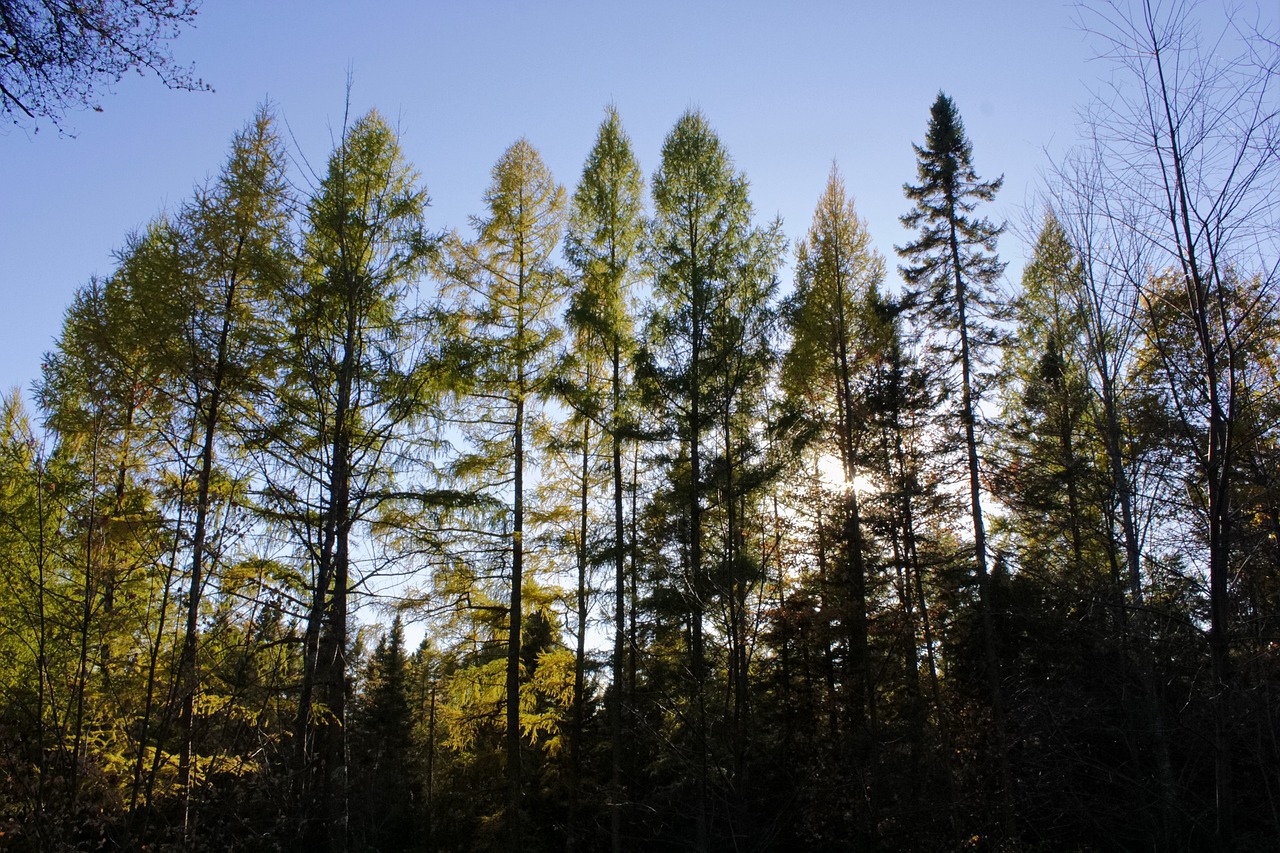 Tamarack Flat Campground