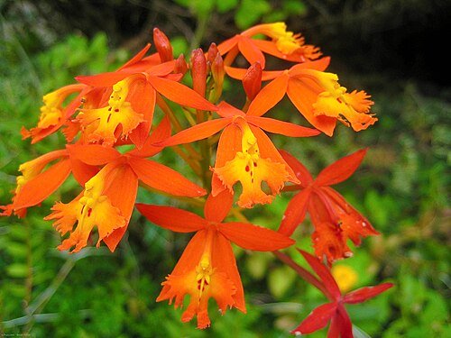 Photo of Kula Botanical Gardens