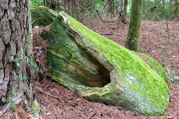 Mississippi Petrified Forest