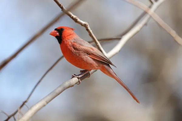 Cardinal Hotel
