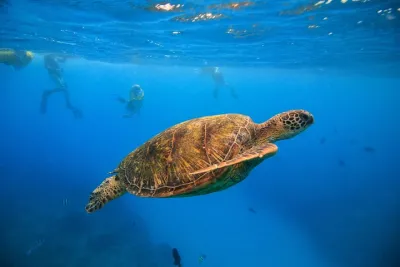 Waikiki, Hawaii: Turtle Canyon Snorkel Excursion