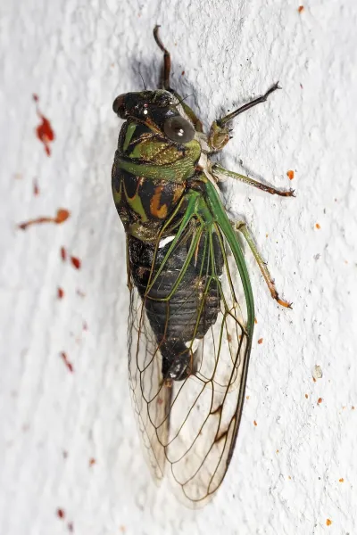 Jade Cicada & Mickman