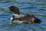 The Loons, The Killing Floors & Los Sweepers