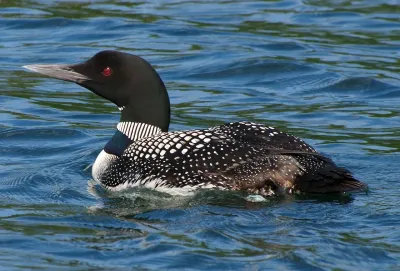 The Loons, The Killing Floors & Los Sweepers