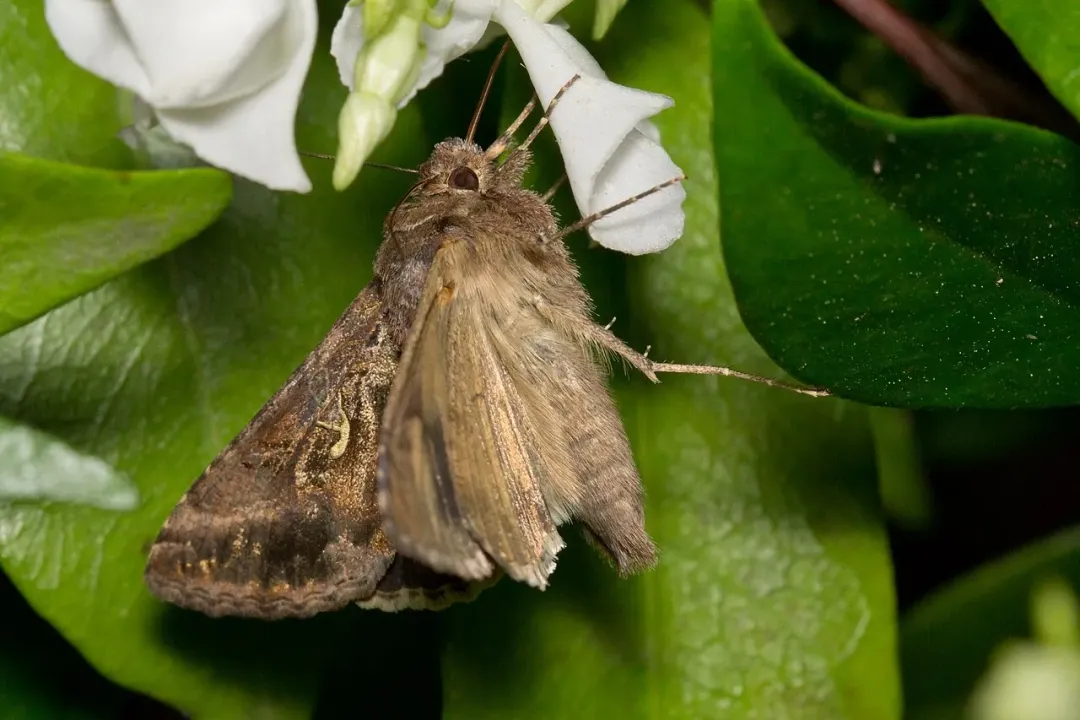 The Moth Tickets and Info