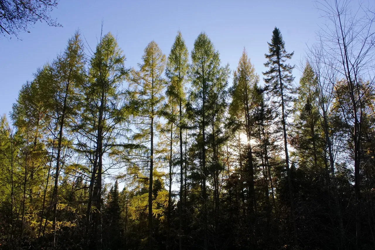 Tamarack Flat Campground, Yosemite National Park