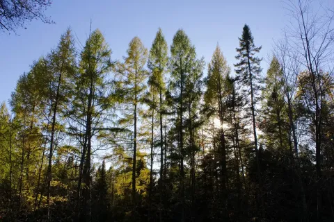 Photo of Tamarack Flat Campground