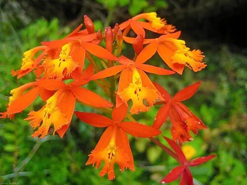 Kula Botanical Gardens, Maui
