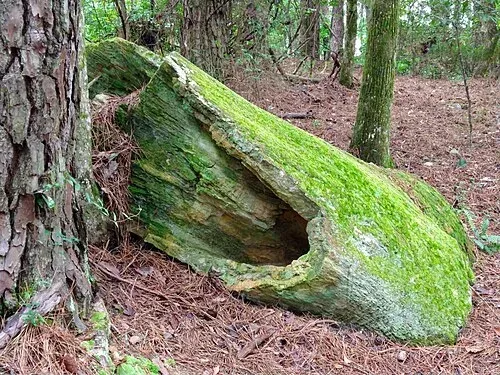 Mississippi Petrified Forest, Jackson