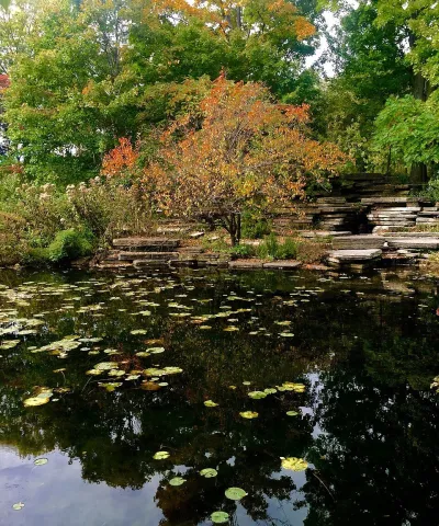 Alfred Caldwell Lily Pool