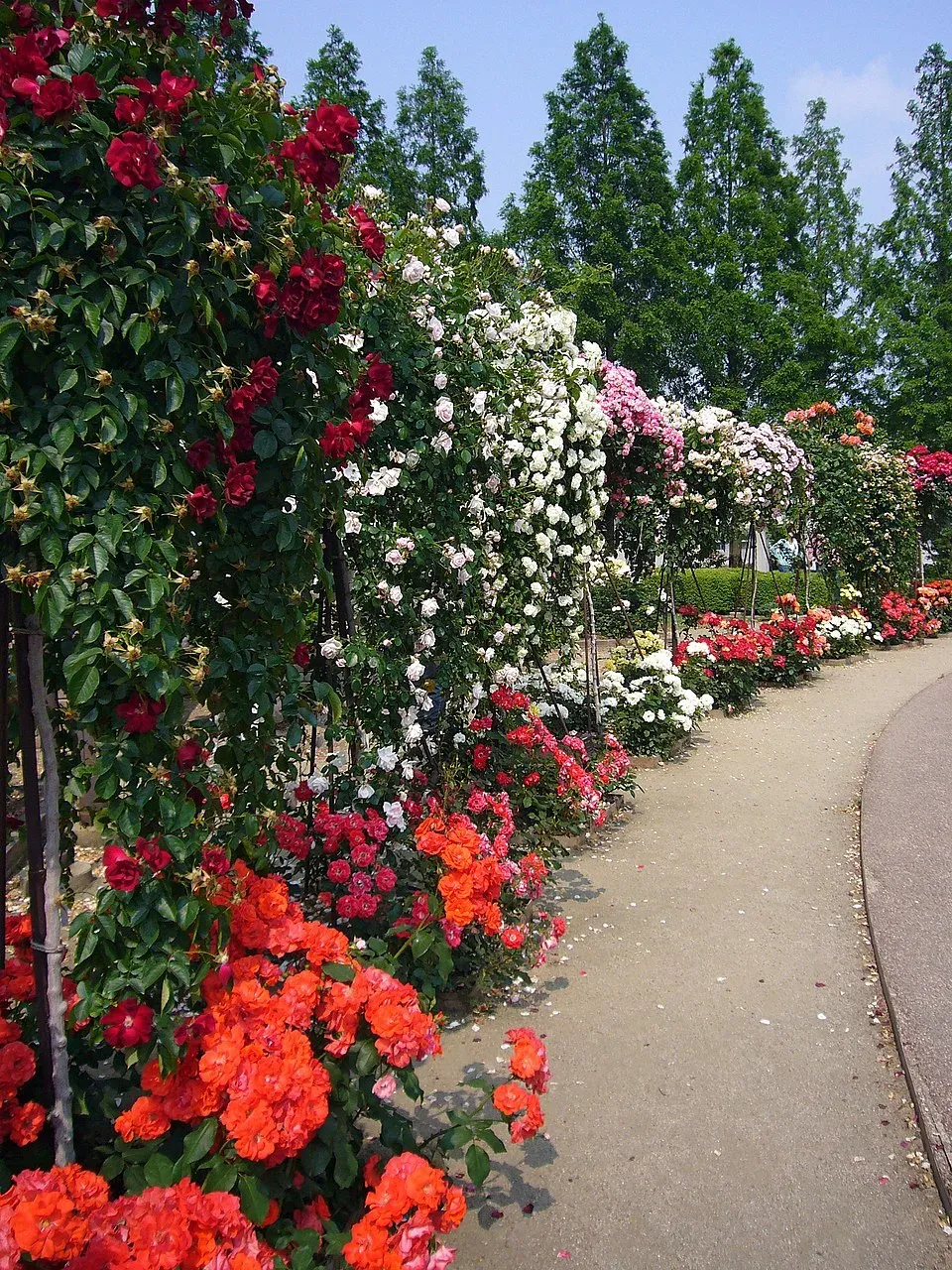Memorial Rose Garden, Atlanta