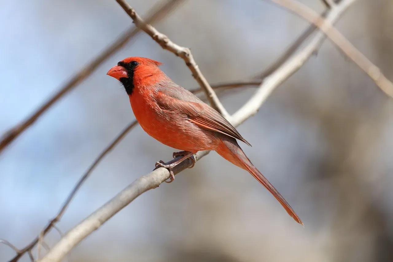 Cardinal Hotel, Palo Alto