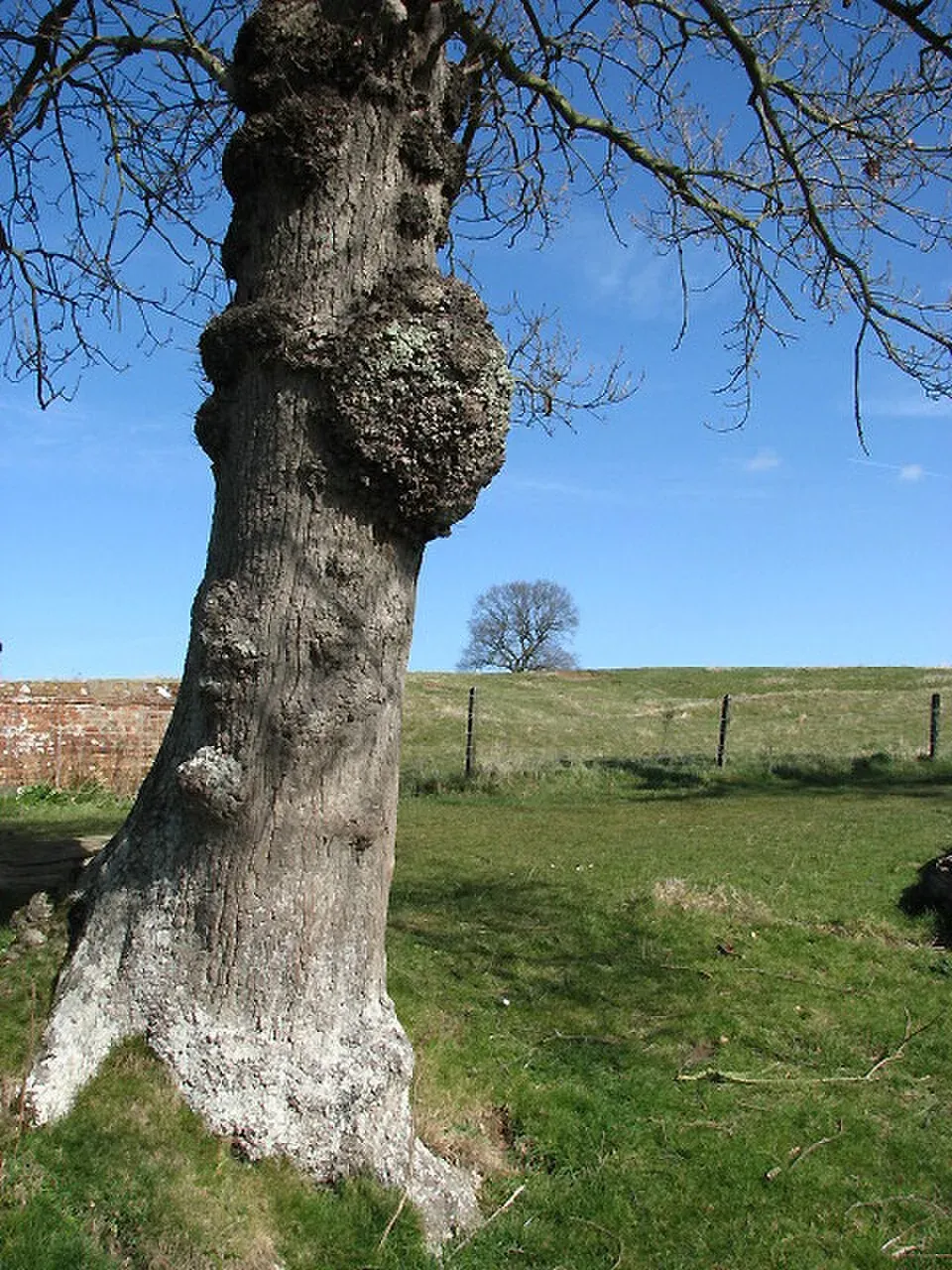 The Burl, Lexington