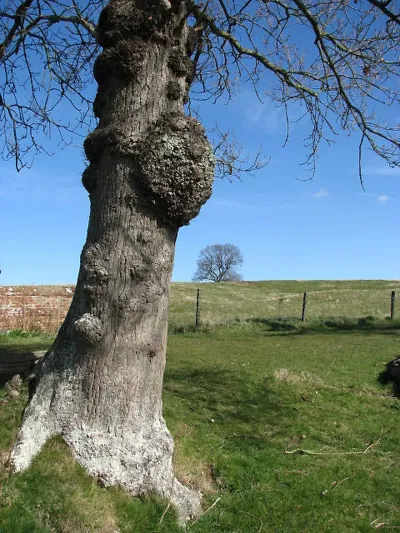 The Burl