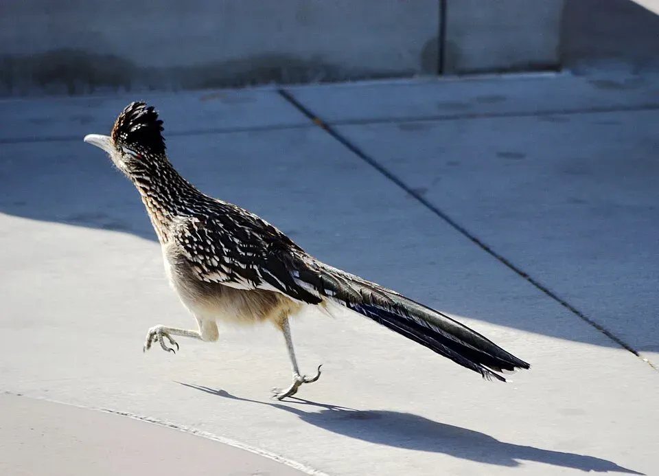 Roadrunner, Brighton