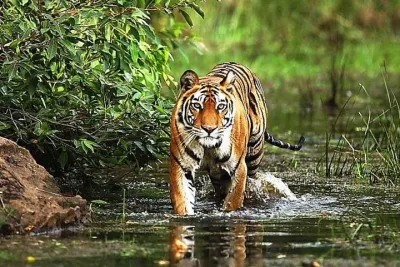 Wildlife and Cultural India Tour