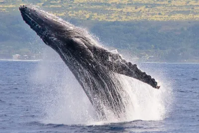 Whale Watching Catamaran Sail