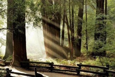 Muir Woods & Napa/Sonoma -6-8hr-Private Scenic Wine Tour From SF