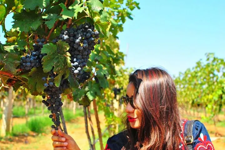 Vineyard Tour to Beautiful Nandi Hills including Wine Tasting & Private Transfer