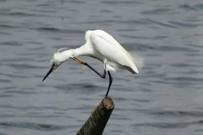 Bird Watching Tour at Bhandup, Mumbai