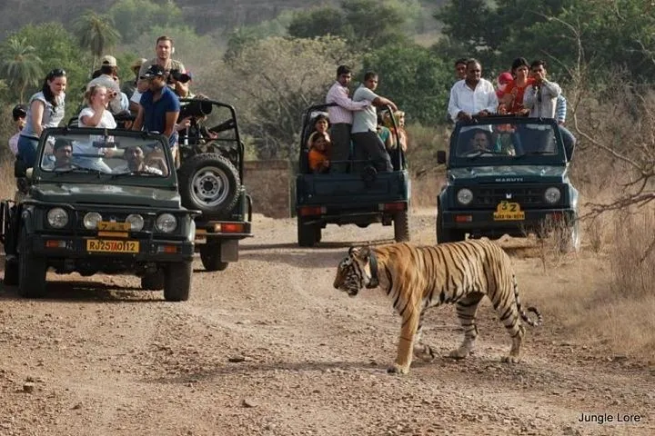 7-Night Private Tour of India's Golden Triangle, Palaces, and Tigers