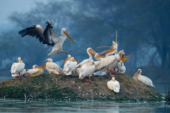 7-Day Private Golden Triangle Tour - Forts Palaces and Wildlife Sanctuary