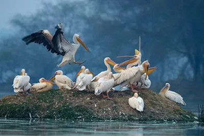 7-Day Private Golden Triangle Tour - Forts Palaces and Wildlife Sanctuary