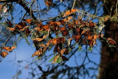 Monarch Butterfly Sanctuary Day Trip from Mexico City