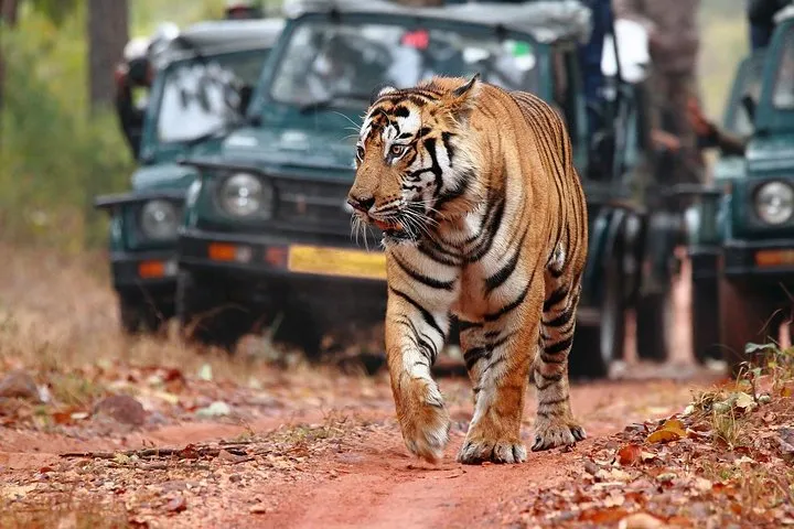 Best of Rajasthan with Ranthambore