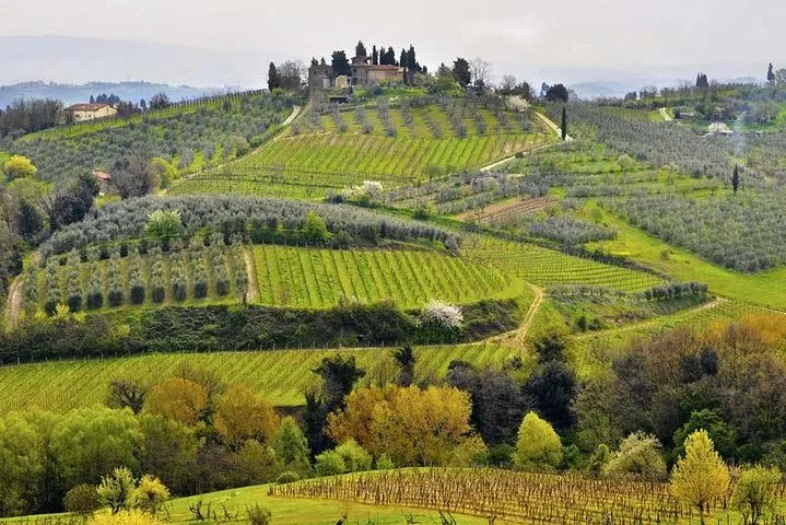 Private Tour Tastes of Tuscany: Pisa, Siena and Chianti