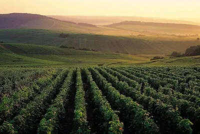 Private Full-Day Tour of Champagne Region