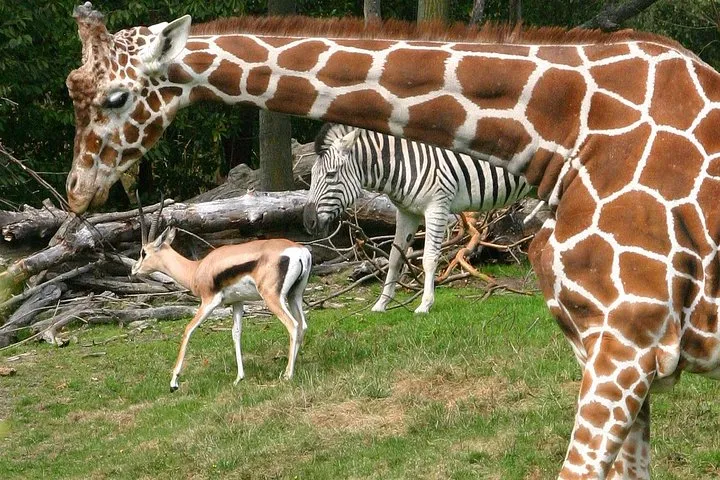 Skip the Line: Daily Admission at Woodland Park Zoo Ticket
