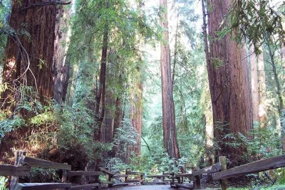 Shore Excursion from SF: Guided Tour to Muir Woods and Sausalito