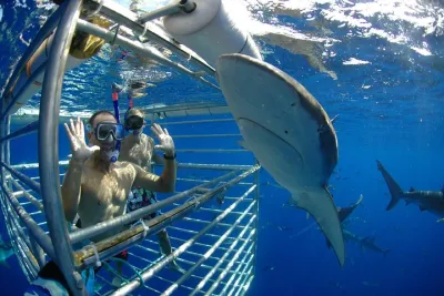 Oahu: North Shore Shark Cage Diving