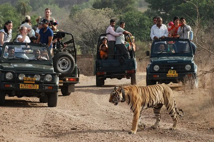 8 Day Golden Triangle Tour with Ranthambore {Taj , Tigers & More}