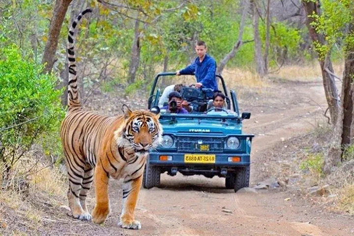 Private Transfer From Udaipur To Ranthambore