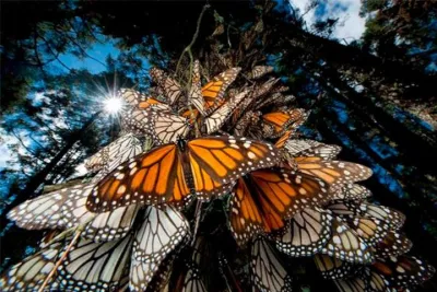 Monarch Butterfly Sanctuary Private Tour from Mexico City