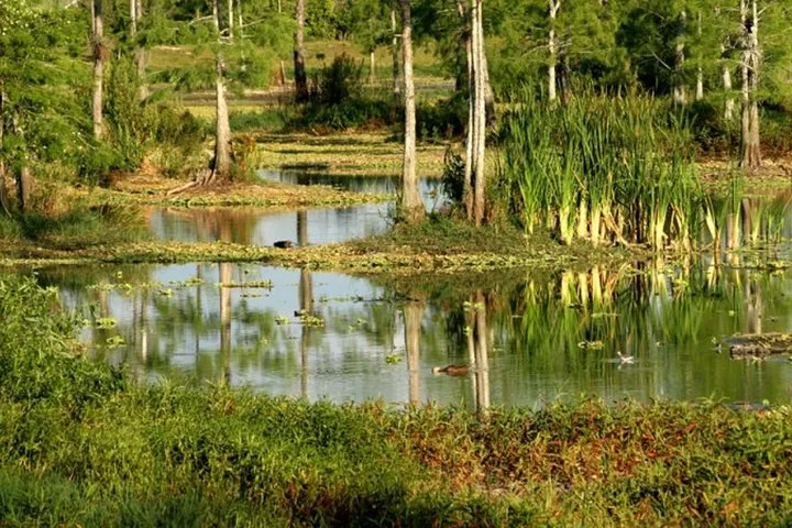 Private 4 Hour Everglades Tour with shared Airboat