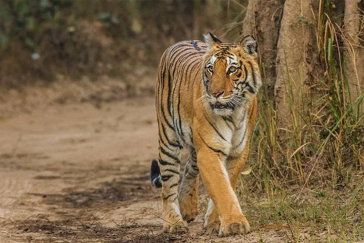 Ranthambore Safari with Private car from Jaipur, Gypsy hotel stay