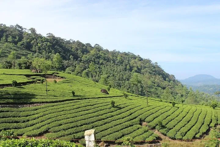Full Day Tour Of Munnar With Lunch