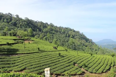 Full Day Tour Of Munnar With Lunch
