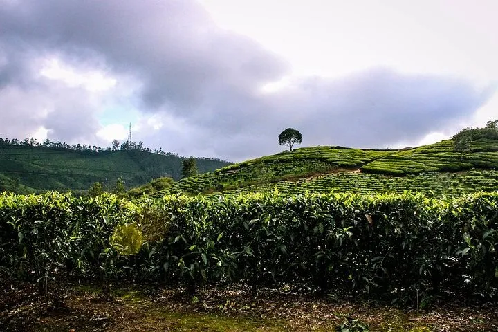 Full Day Trekking Tour In Munnar With Refreshments