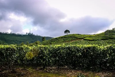 Full Day Trekking Tour In Munnar With Refreshments