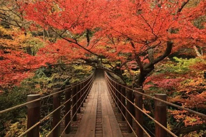 Autumn Leaves Day Trip to Fukuroda Falls and Hananuki Valley