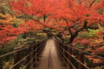 Autumn Leaves Day Trip to Fukuroda Falls and Hananuki Valley