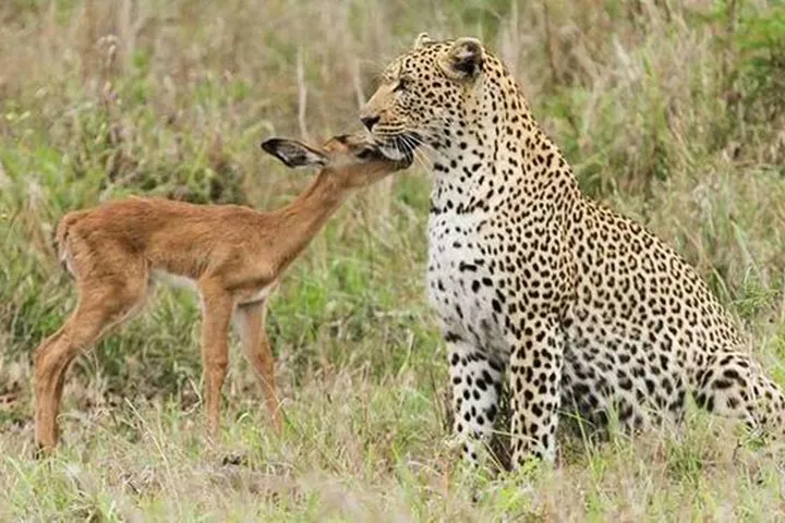 Jhalana Safari Park Leopard- One Jungle Jeep Safari And One Night Stay In Hotel