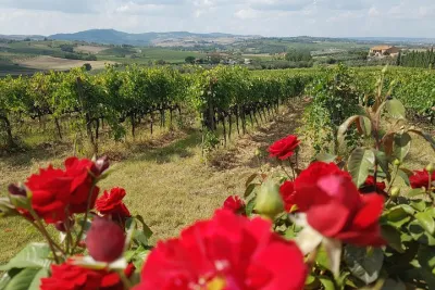 Private Tuscany Wine Tour: Montepulciano and Siena from Florence