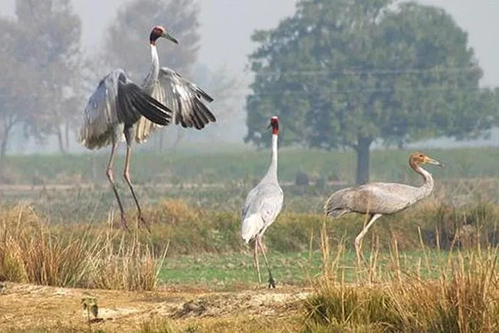 Jeep Safari For Sarus Cranes At National Chambal Sanctuary From Agra
