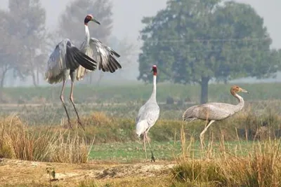 Jeep Safari For Sarus Cranes At National Chambal Sanctuary From Agra