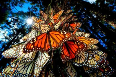 7 Day-Monarch Butterfly Ecofriendly Tour in Mexico